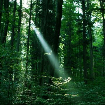 a shaft of light shining through dense woodland foliage.