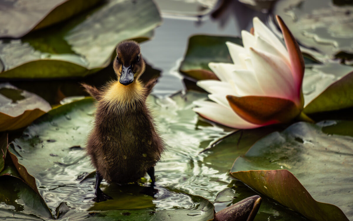 A duckling on a lily pad flapping its wings - a white and pink water lily is visible behind