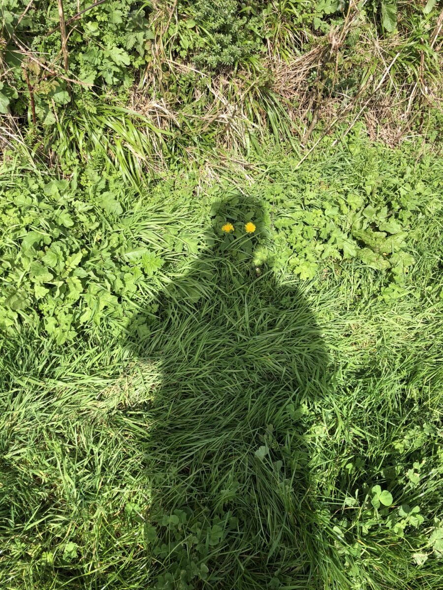 Green grass with the outline shadow of a person - there are 2 yellow dandelions lined up to be exactly in the position of the eyes in the person's shadow