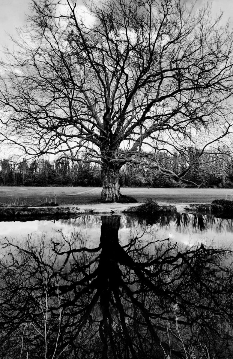 A black and while image of a large tree with bare branches in winter - the tree is reflected in water so that the bottom of the image is an inverse of the top half