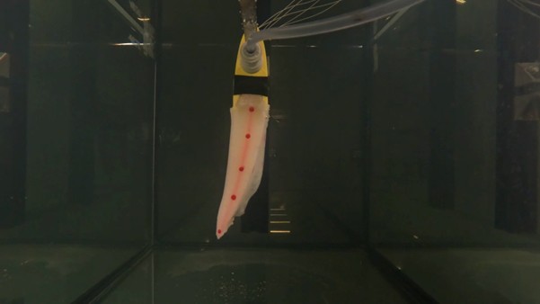 Our staff in the news