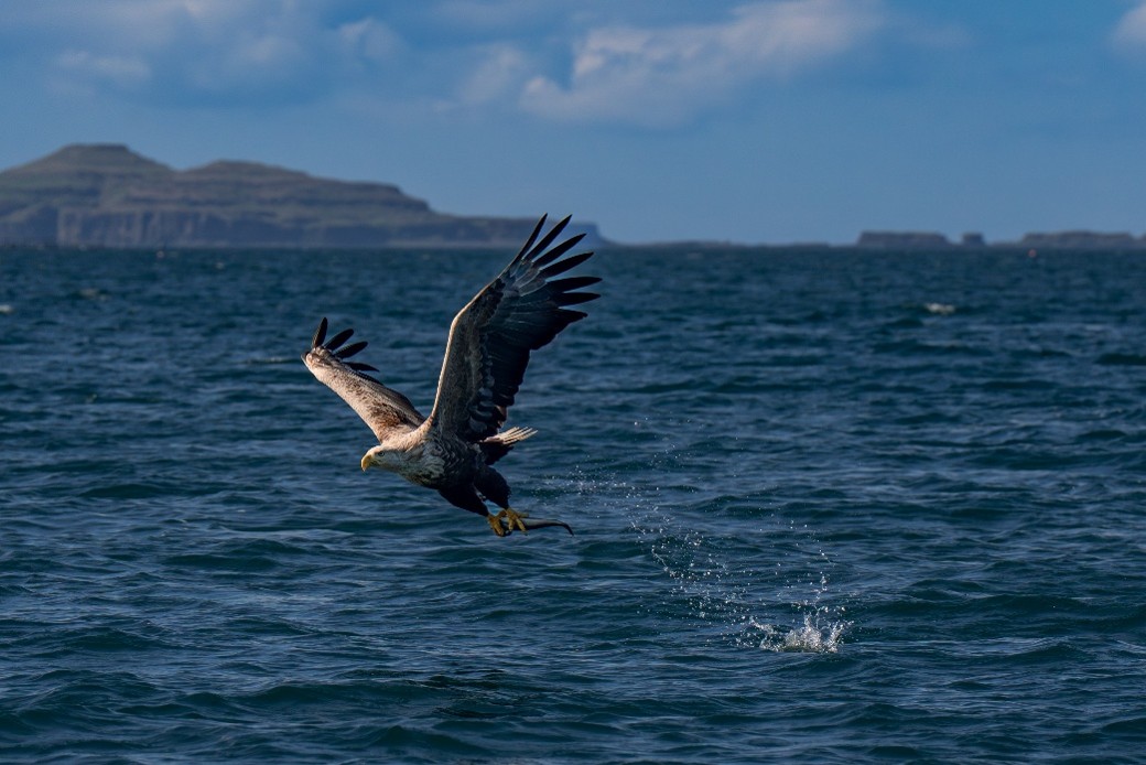 Aaron Rudy’s winning image of a juvenile bald eagle hunting for fish on the water’s surface.